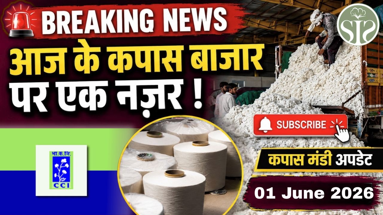 आज देशभर में रुई के ताज़ा भाव 😱 Market review